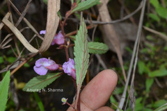 Impatiens scabriuscula var. rosea